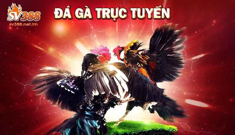 Đá Gà Trực Tuyến SV388 – Sân Chơi Đỉnh Cao Cho Người Thích Cá Cược