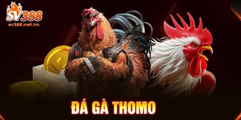 SV388 Đá Gà Thomo - Hướng Dẫn Chi Tiết Cho Người Mới